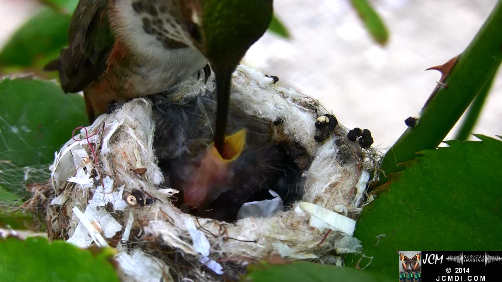 Allens Hummingbird feeding chick and throwing out bad egg 1